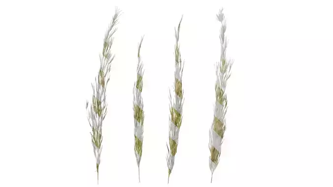 Anydrafts Saccharum arundinaceum Inflorescence 04