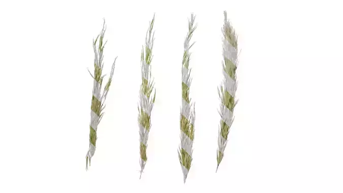 Anydrafts Saccharum arundinaceum Inflorescence 05