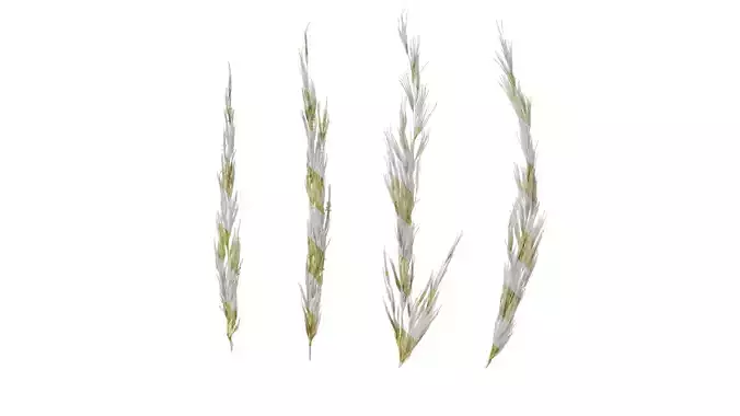 Anydrafts Saccharum arundinaceum Inflorescence 06