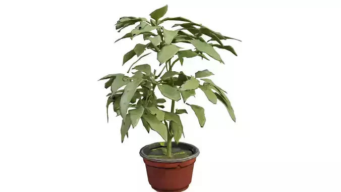 Plant in Pot Model free 3D model