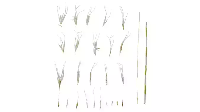 Anydrafts Saccharum arundinaceum Inflorescence 07