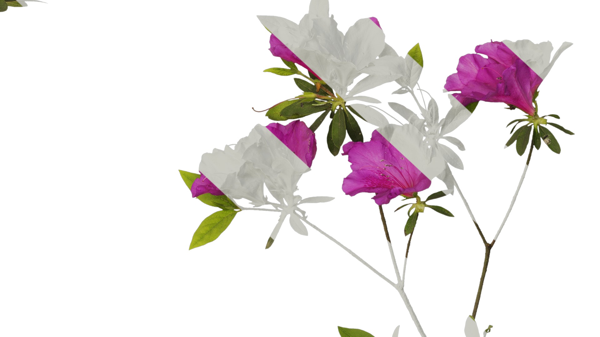 Anydrafts Rhododendron pulchrum Atlas 03 Texture_6