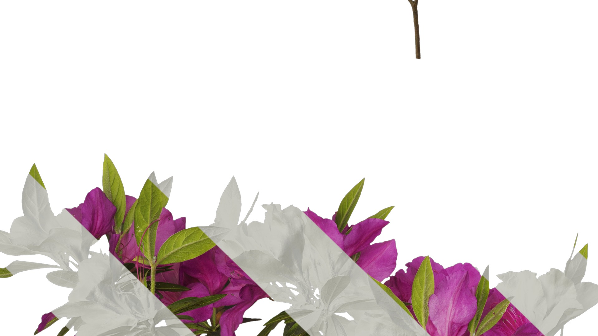 Anydrafts Rhododendron pulchrum Atlas 03 Texture_3