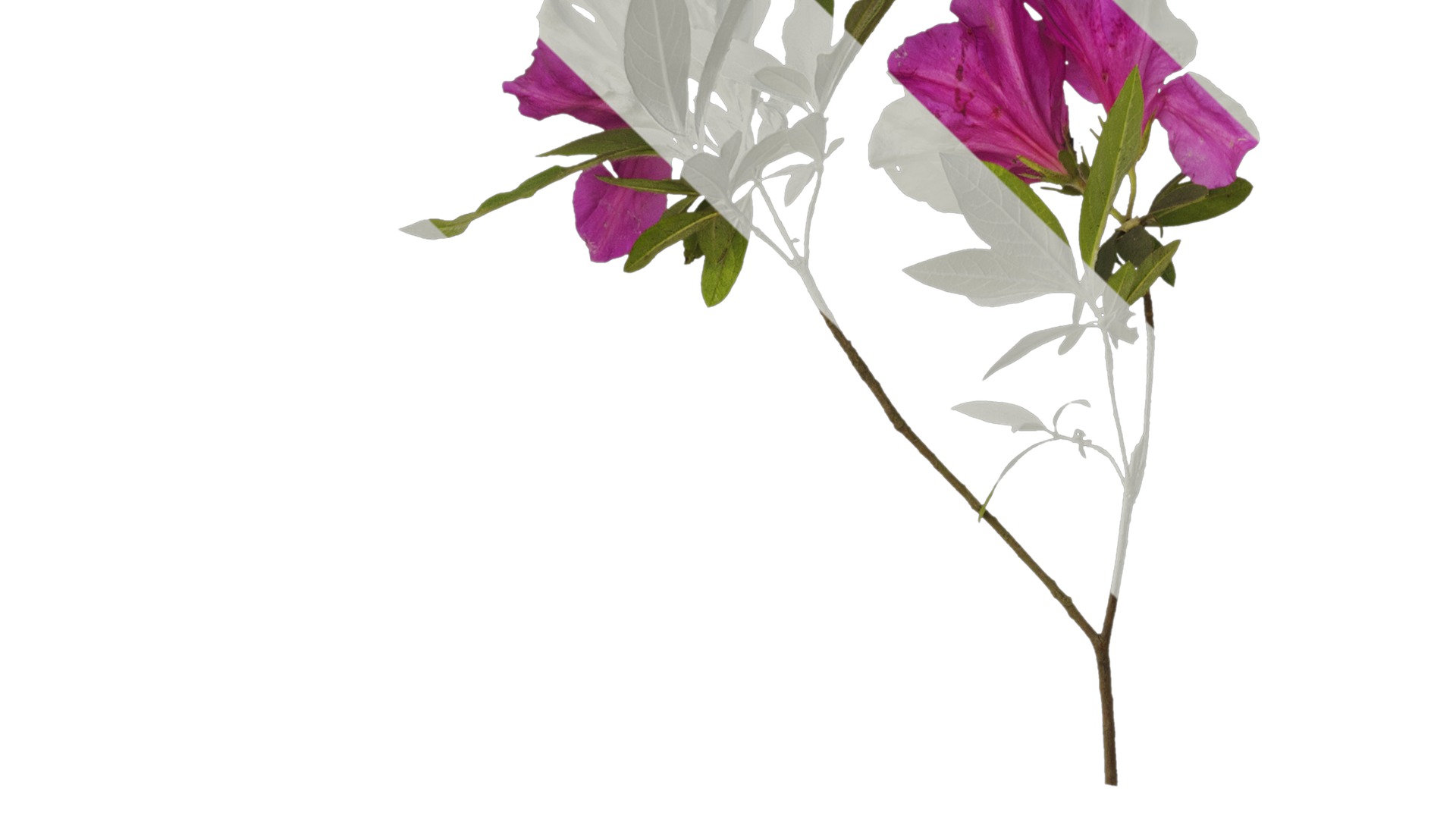 Anydrafts Rhododendron pulchrum Atlas 03 Texture_1