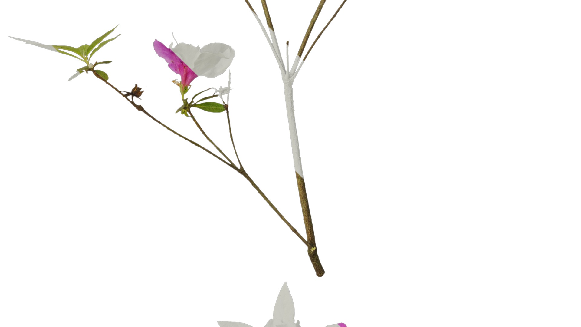 Anydrafts Rhododendron pulchrum Atlas 03 Texture_4