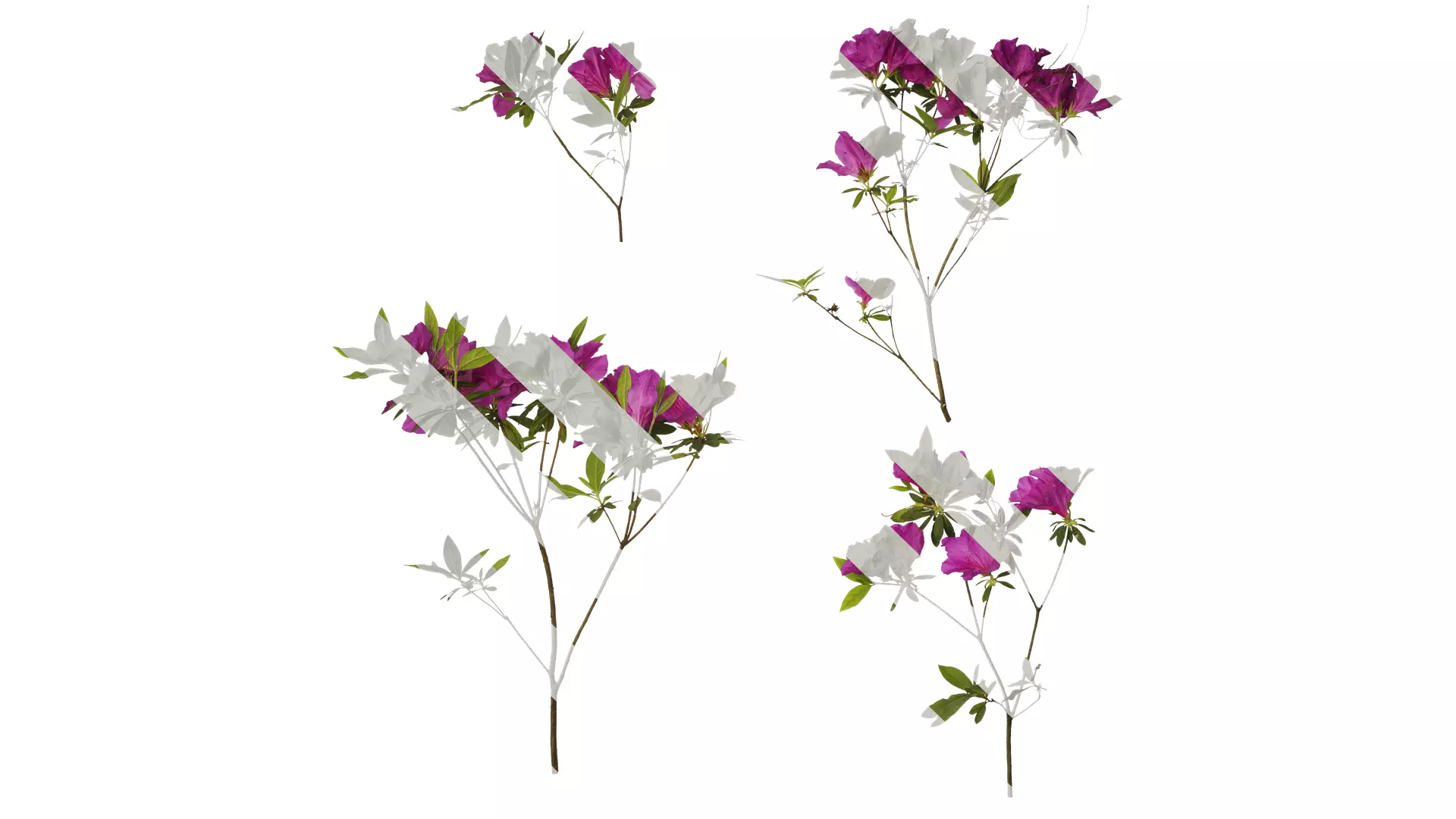 Anydrafts Rhododendron pulchrum Atlas 03 Texture_0