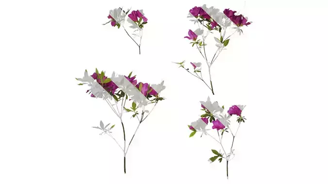 Anydrafts Rhododendron pulchrum Atlas 03