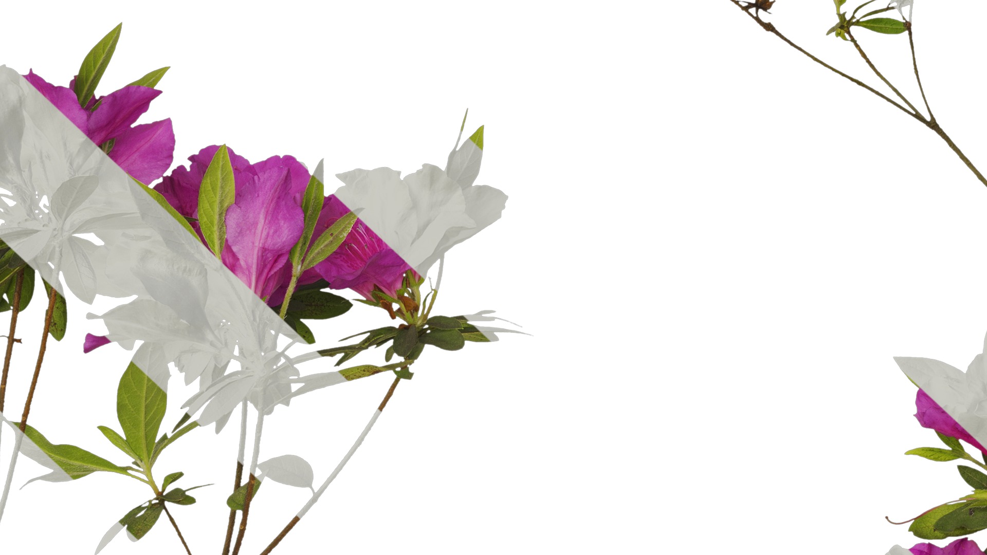 Anydrafts Rhododendron pulchrum Atlas 03 Texture_7