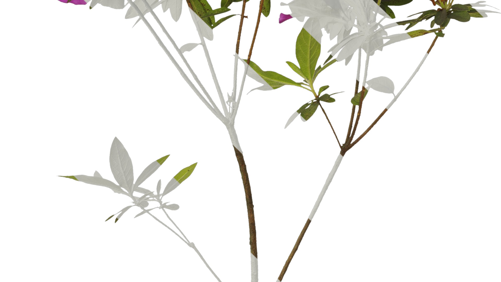 Anydrafts Rhododendron pulchrum Atlas 03 Texture_5