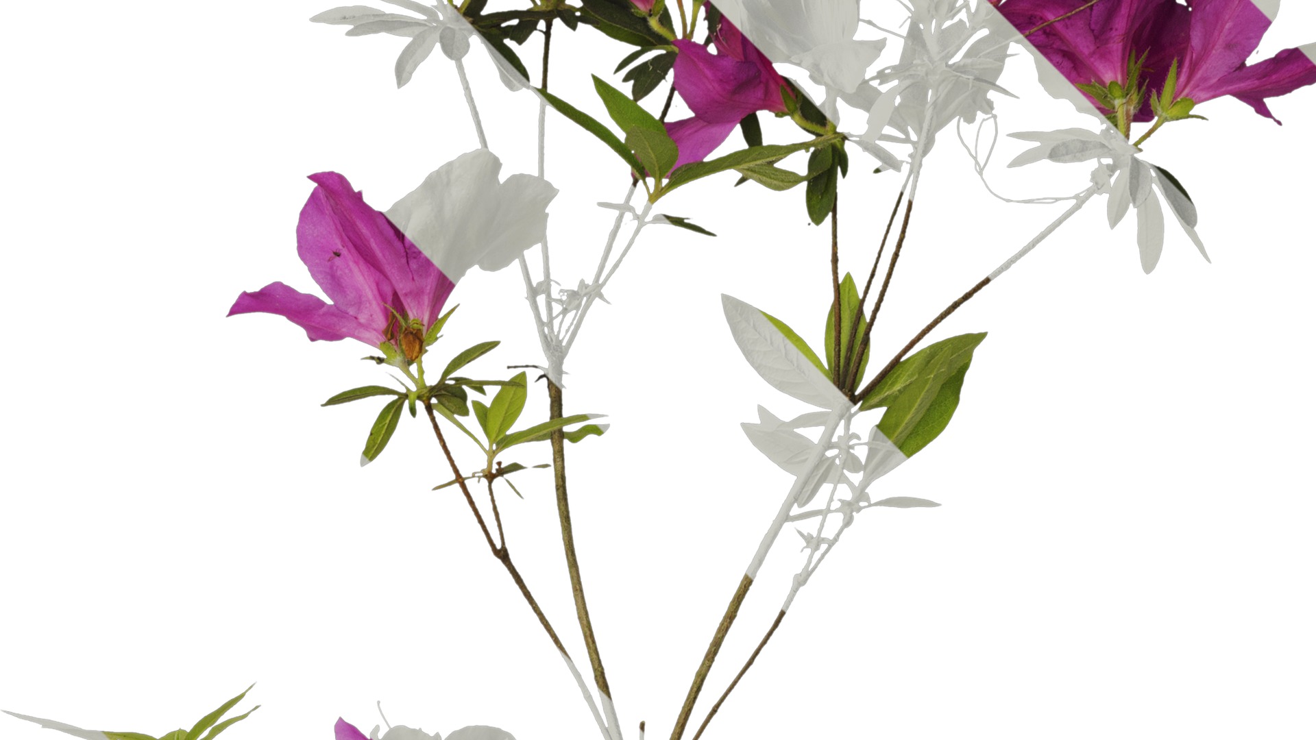 Anydrafts Rhododendron pulchrum Atlas 03 Texture_2