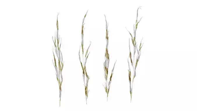 Anydrafts Saccharum arundinaceum Inflorescence 08