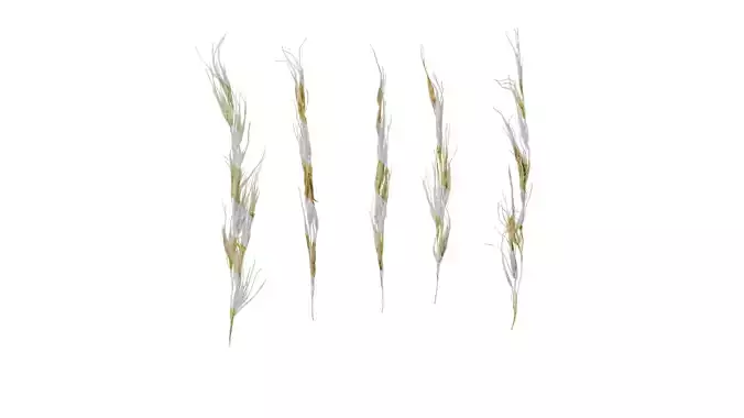 Anydrafts Saccharum arundinaceum Inflorescence 09