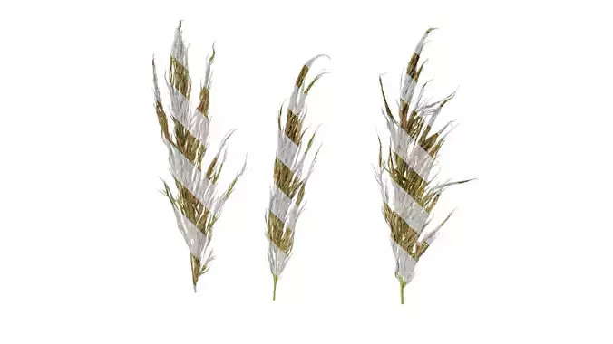 Anydrafts Saccharum arundinaceum Inflorescence 10