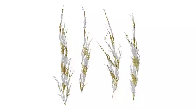 Anydrafts Saccharum arundinaceum Inflorescence 11