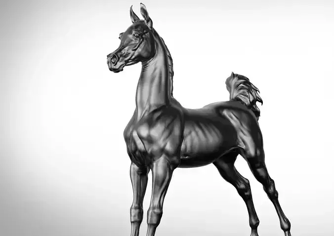 Arab Foal horse I 3D Sculpting 3D print model