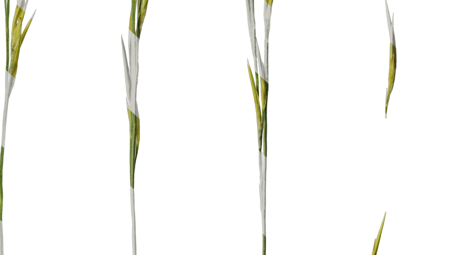 Anydrafts Saccharum arundinaceum Inflorescence 13 Texture_6