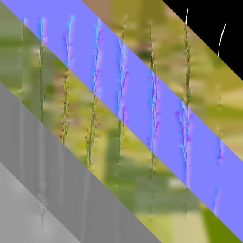 Anydrafts Saccharum arundinaceum Inflorescence 13 Texture_8