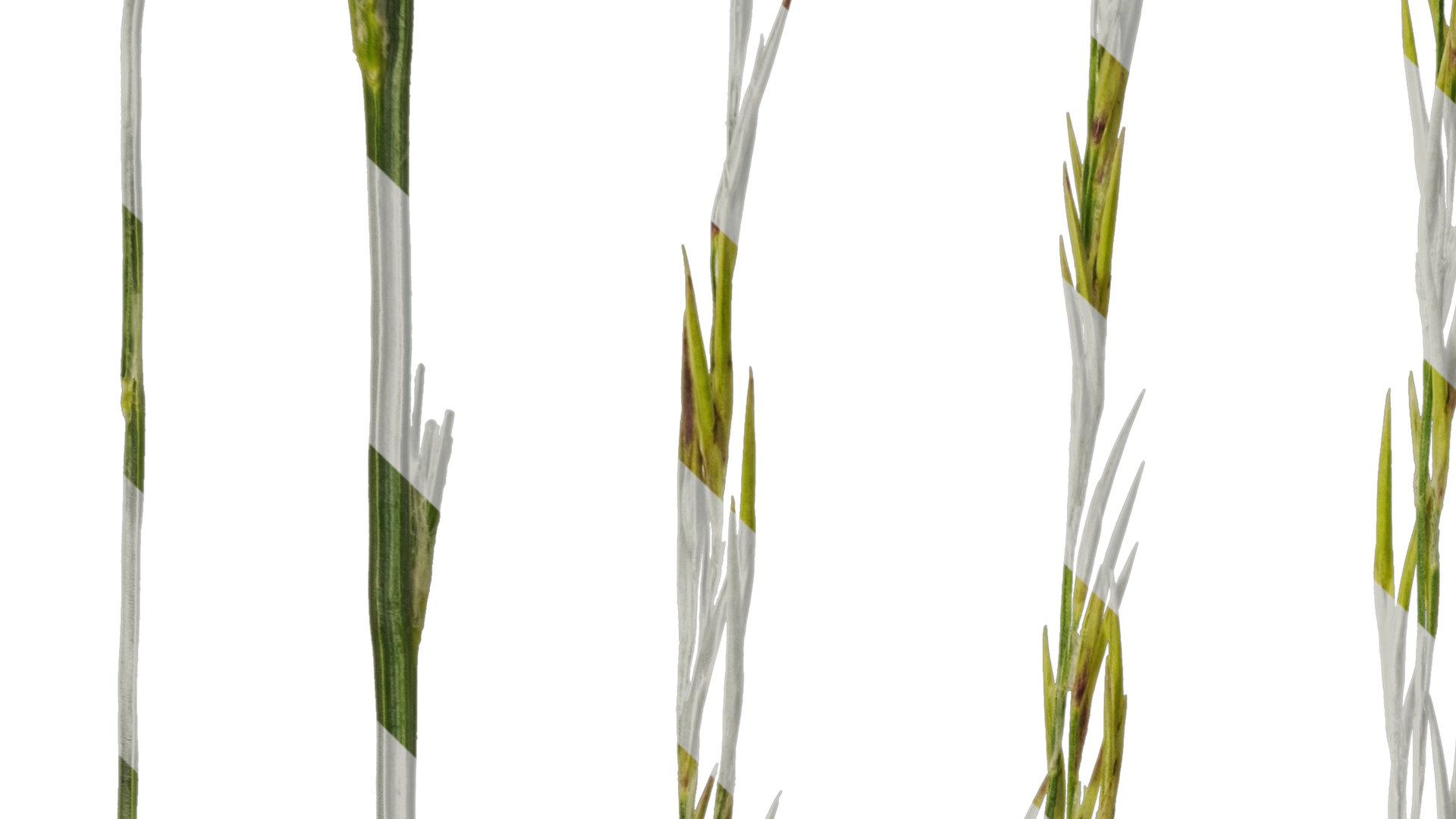 Anydrafts Saccharum arundinaceum Inflorescence 13 Texture_3