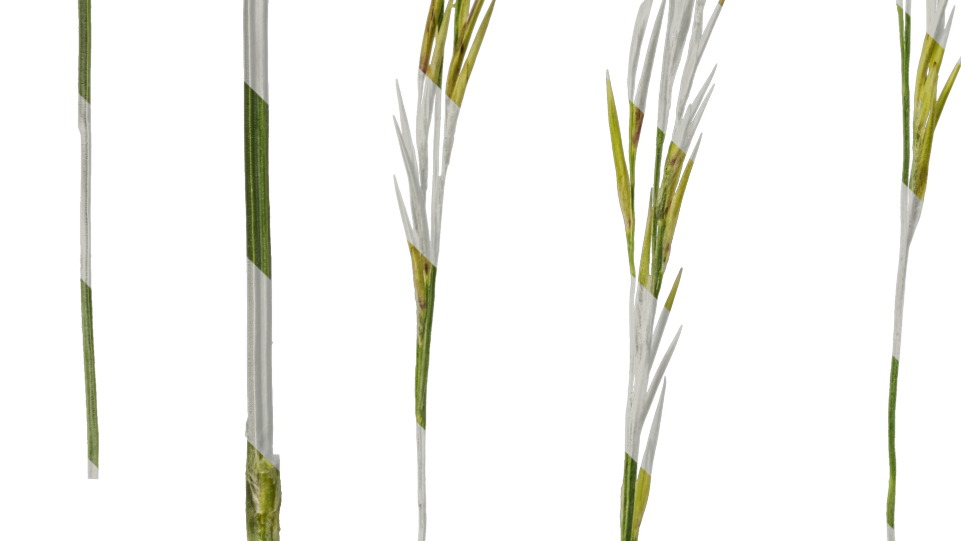 Anydrafts Saccharum arundinaceum Inflorescence 13 Texture_5