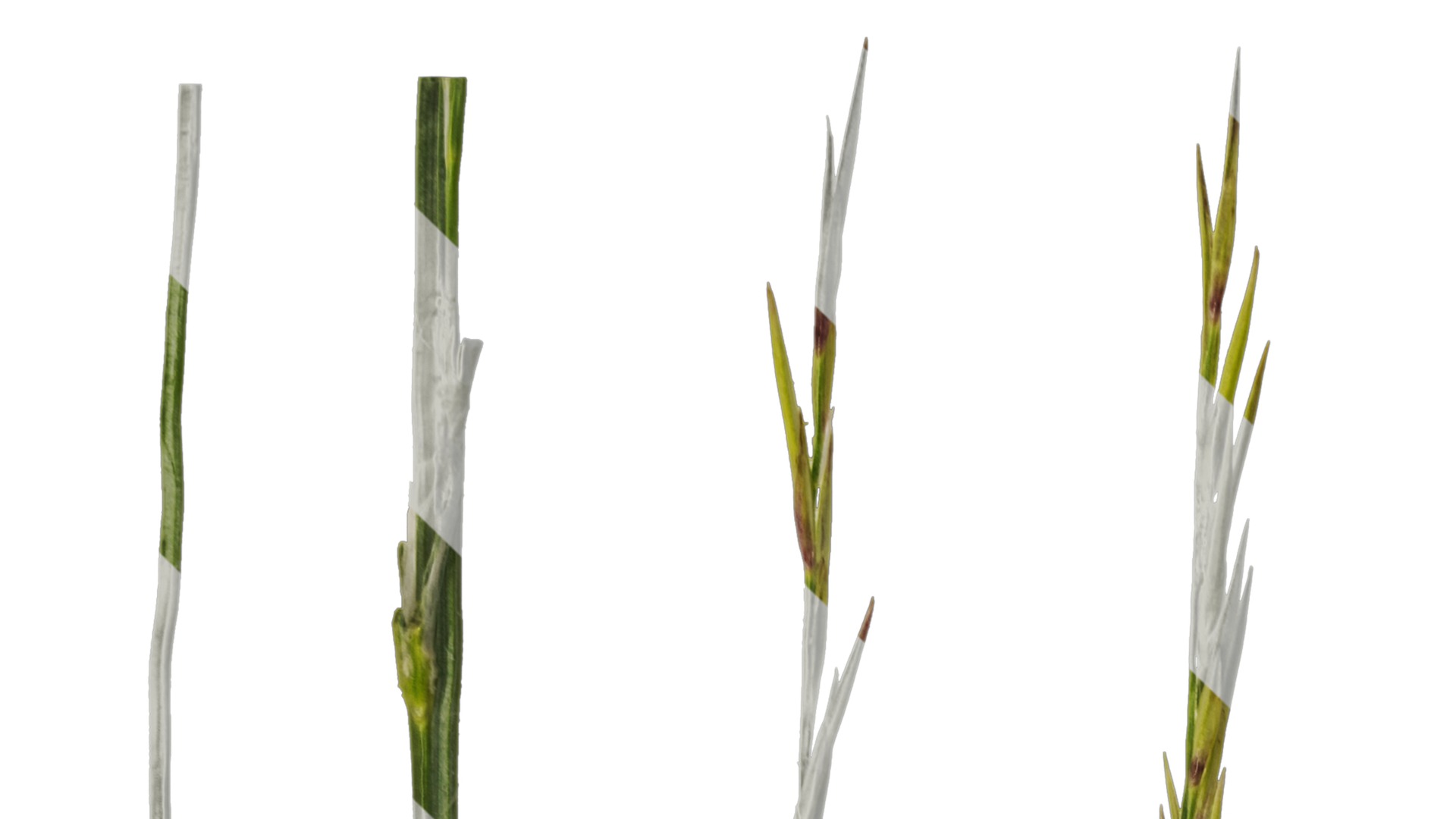 Anydrafts Saccharum arundinaceum Inflorescence 13 Texture_1