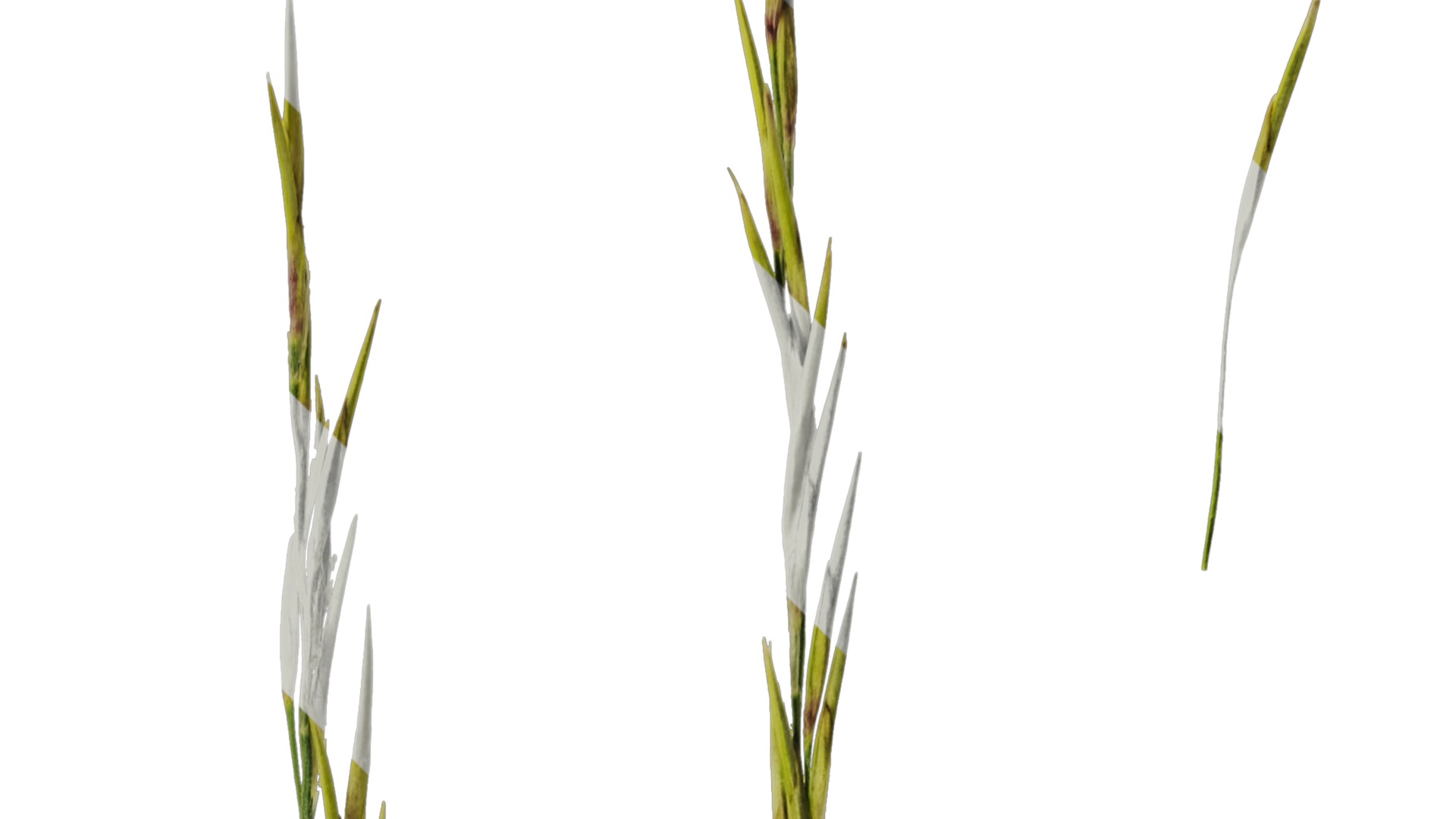 Anydrafts Saccharum arundinaceum Inflorescence 13 Texture_2