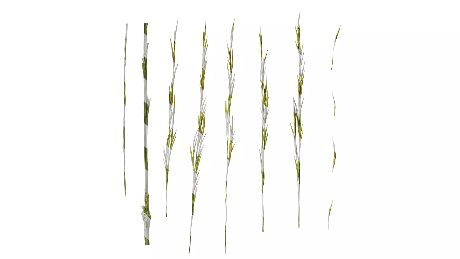 Anydrafts Saccharum arundinaceum Inflorescence 13 Texture_0