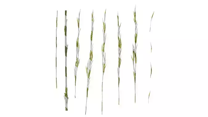 Anydrafts Saccharum arundinaceum Inflorescence 13