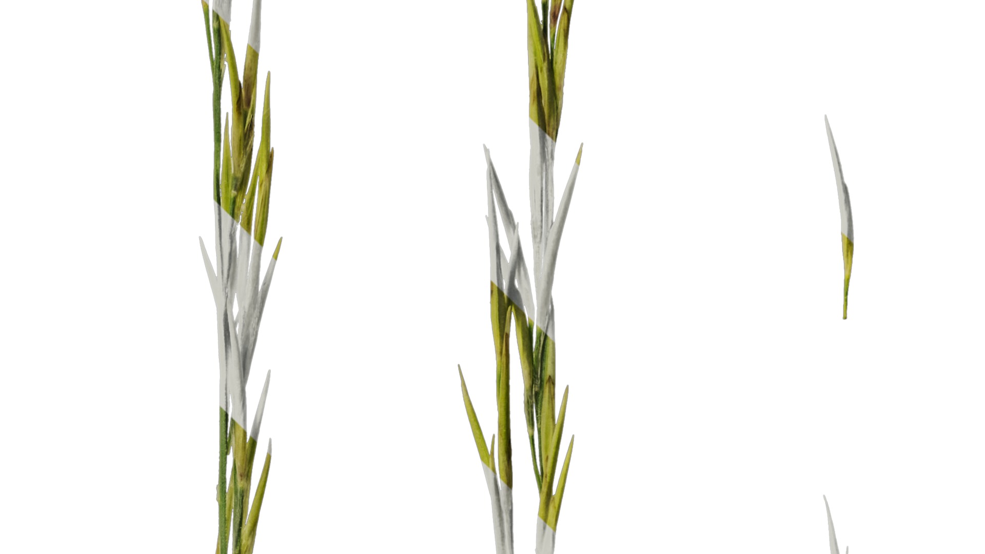 Anydrafts Saccharum arundinaceum Inflorescence 13 Texture_4