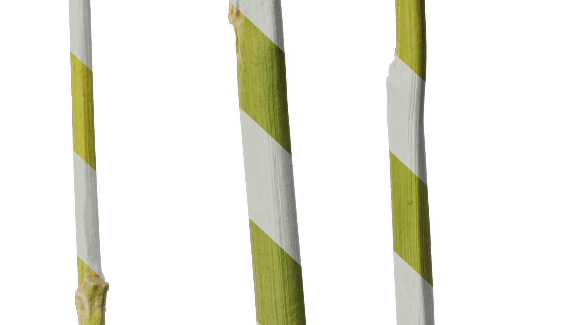 Anydrafts Saccharum arundinaceum Stem 02 Texture_6