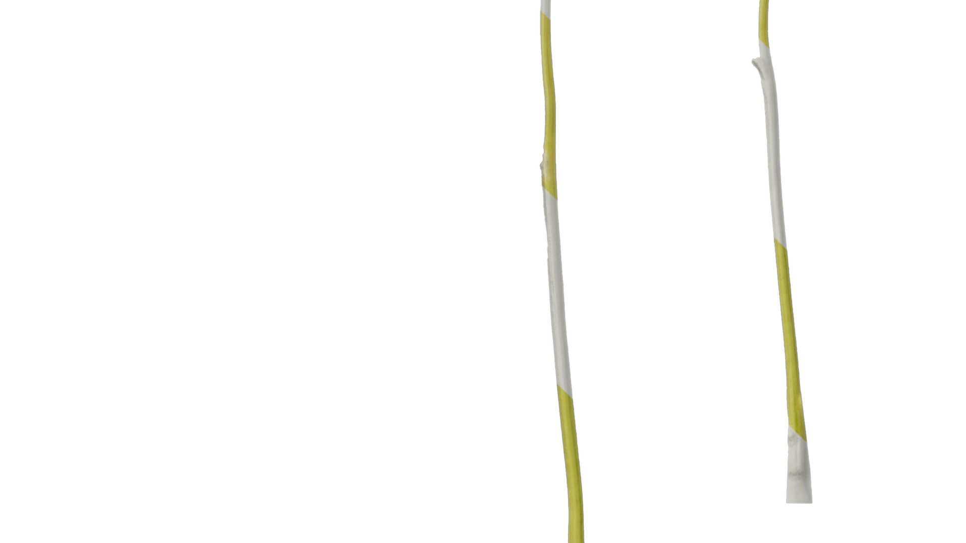 Anydrafts Saccharum arundinaceum Stem 02 Texture_5