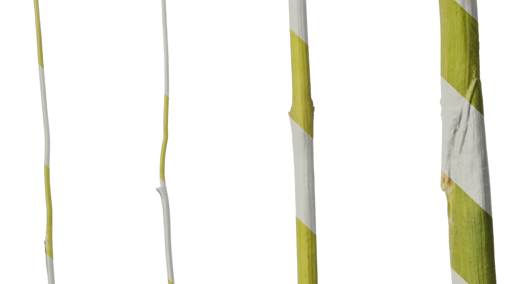 Anydrafts Saccharum arundinaceum Stem 02 Texture_7