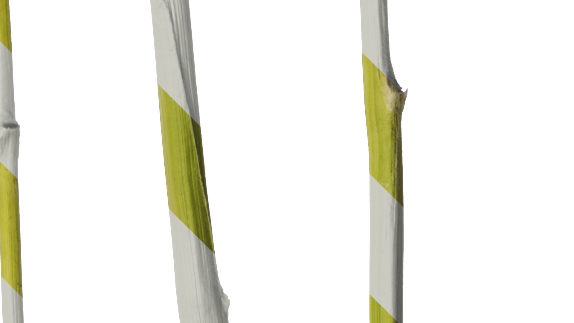 Anydrafts Saccharum arundinaceum Stem 02 Texture_2