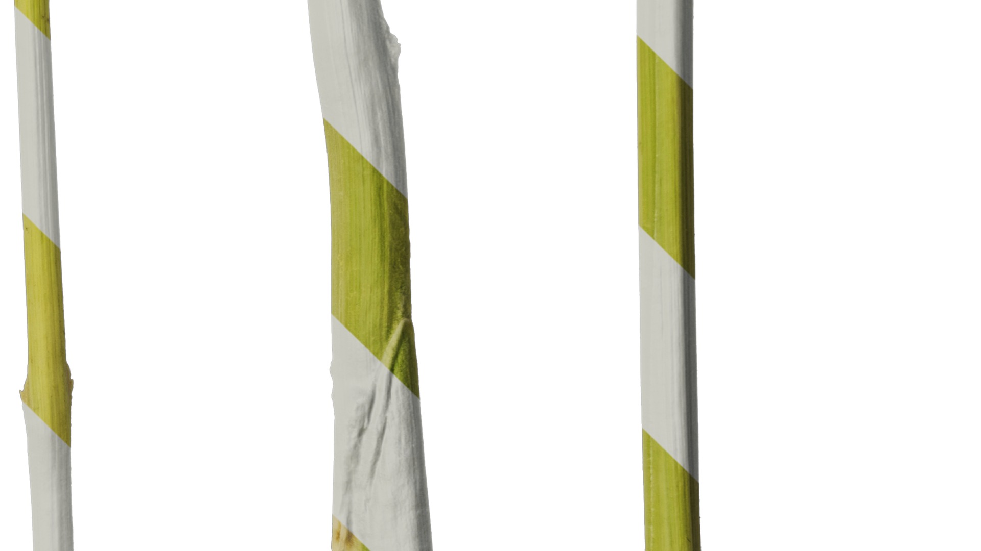 Anydrafts Saccharum arundinaceum Stem 02 Texture_4