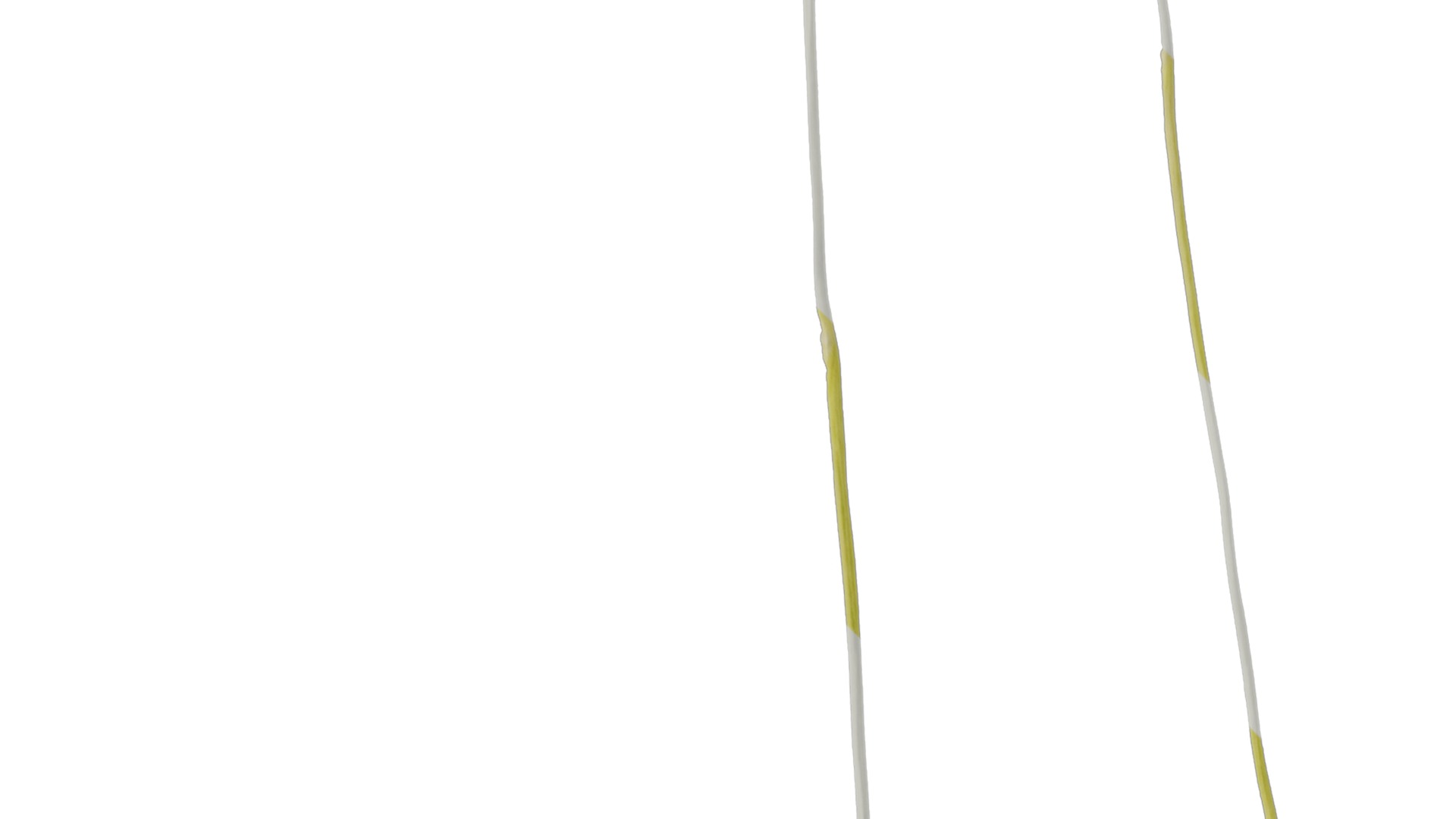 Anydrafts Saccharum arundinaceum Stem 02 Texture_1