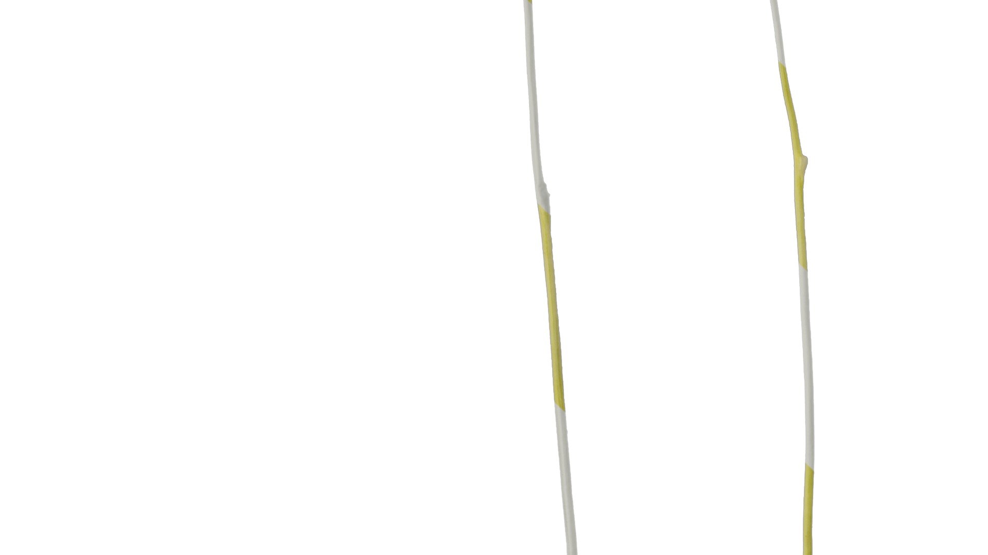 Anydrafts Saccharum arundinaceum Stem 02 Texture_3