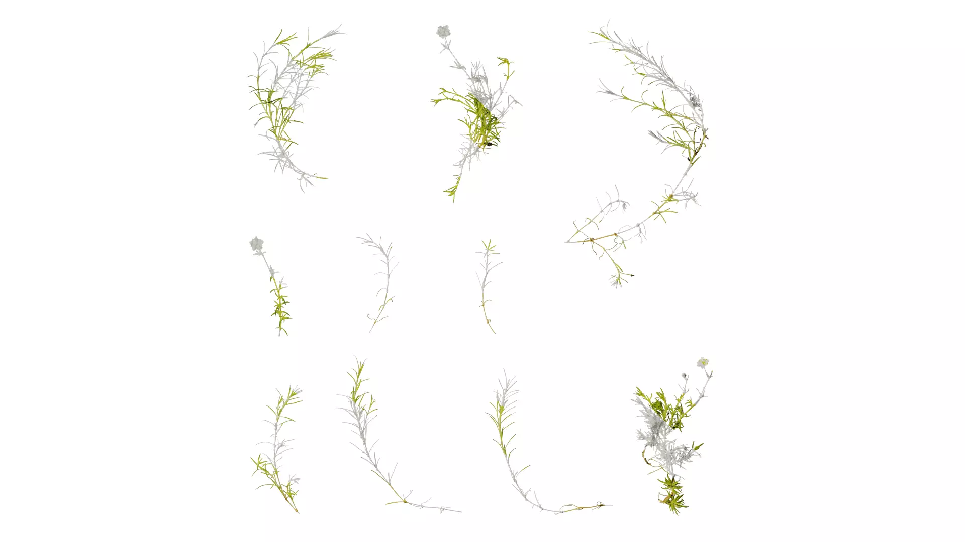 Anydrafts Sagina subulata Atlas 01 Texture