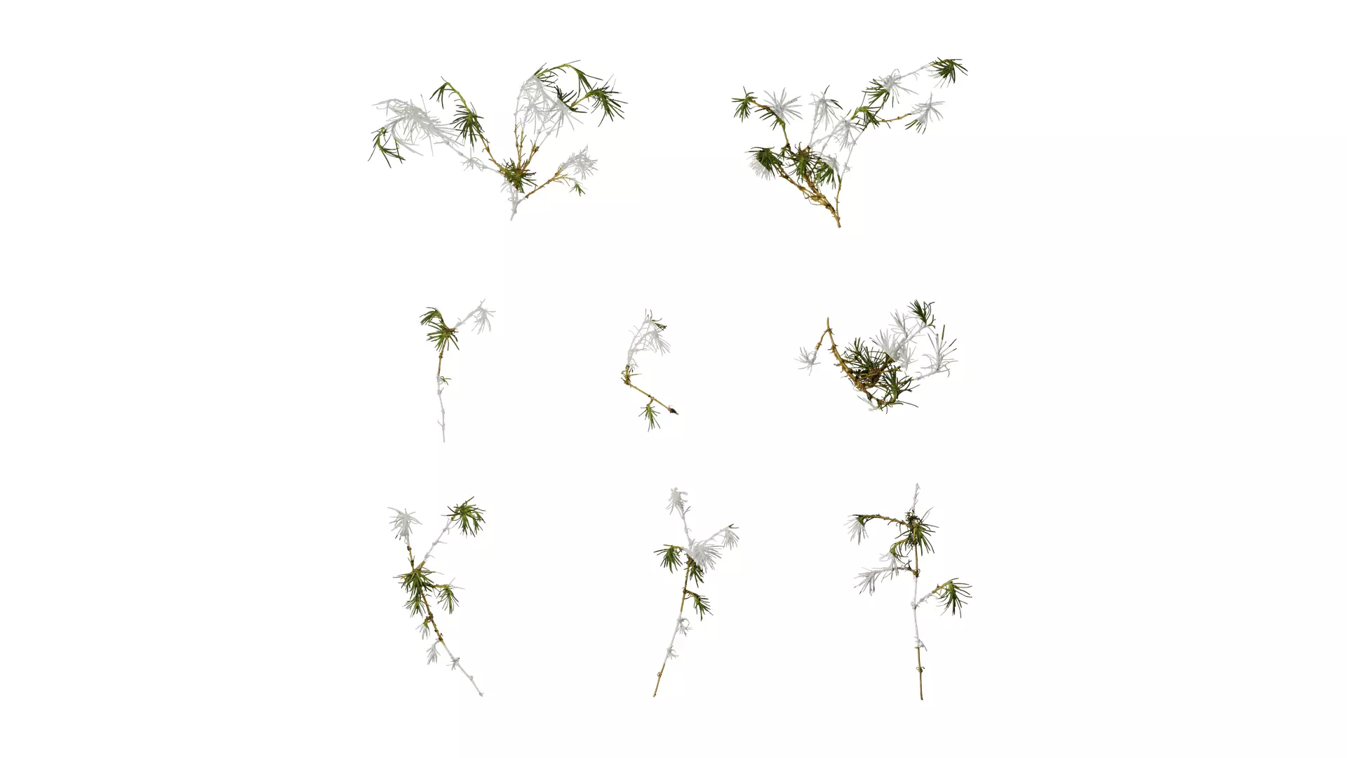Anydrafts Sagina subulata Atlas 02 Texture