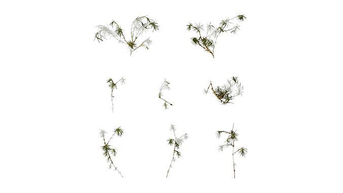 Anydrafts Sagina subulata Atlas 02 Texture