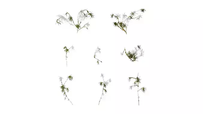 Anydrafts Sagina subulata Atlas 02