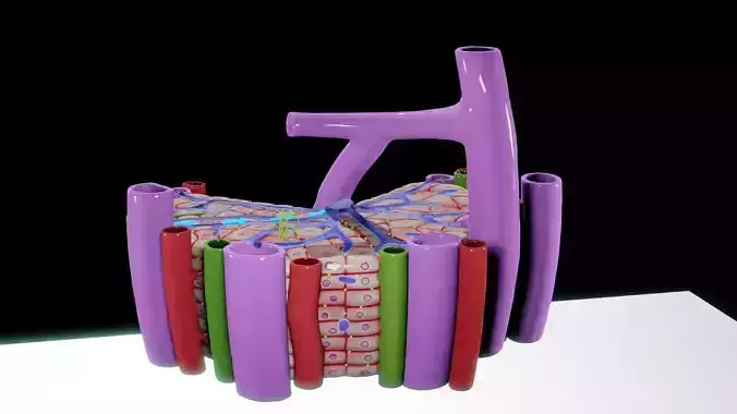3D Printable Microscopic Anatomy of Liver - Textured 3D print model