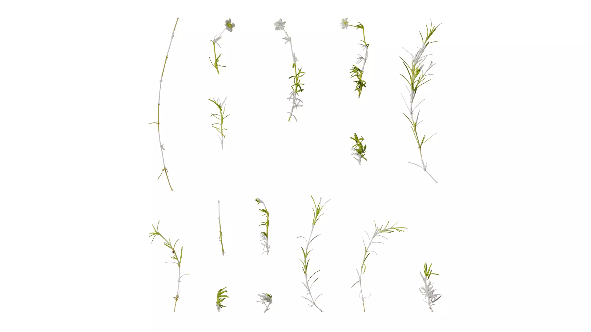 Anydrafts Sagina subulata Atlas 03 Texture