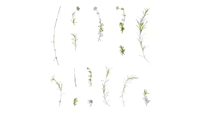 Anydrafts Sagina subulata Atlas 03