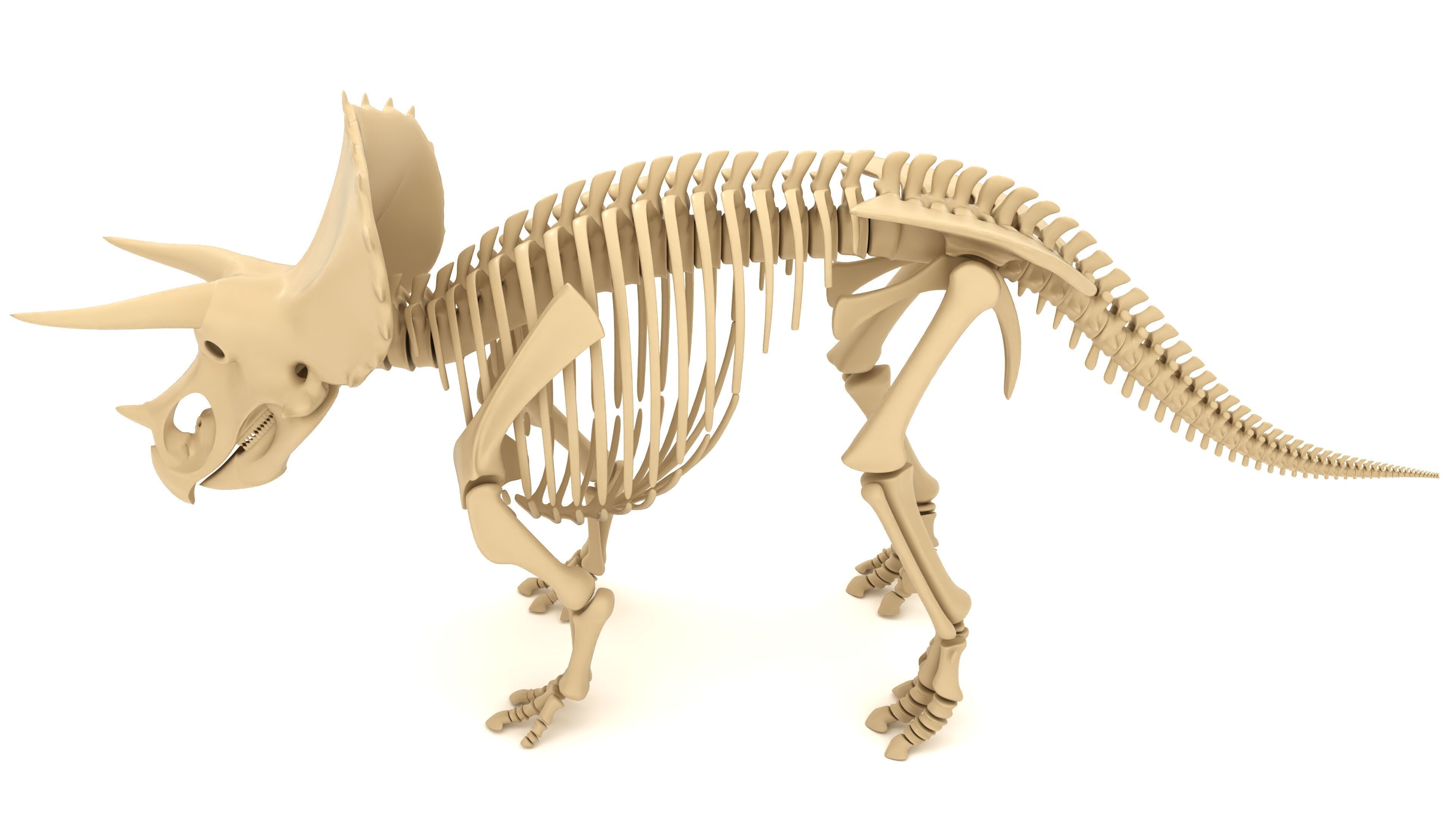 Triceratops Skeleton 3D model_2