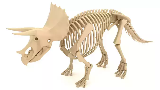Triceratops Skeleton 3D model