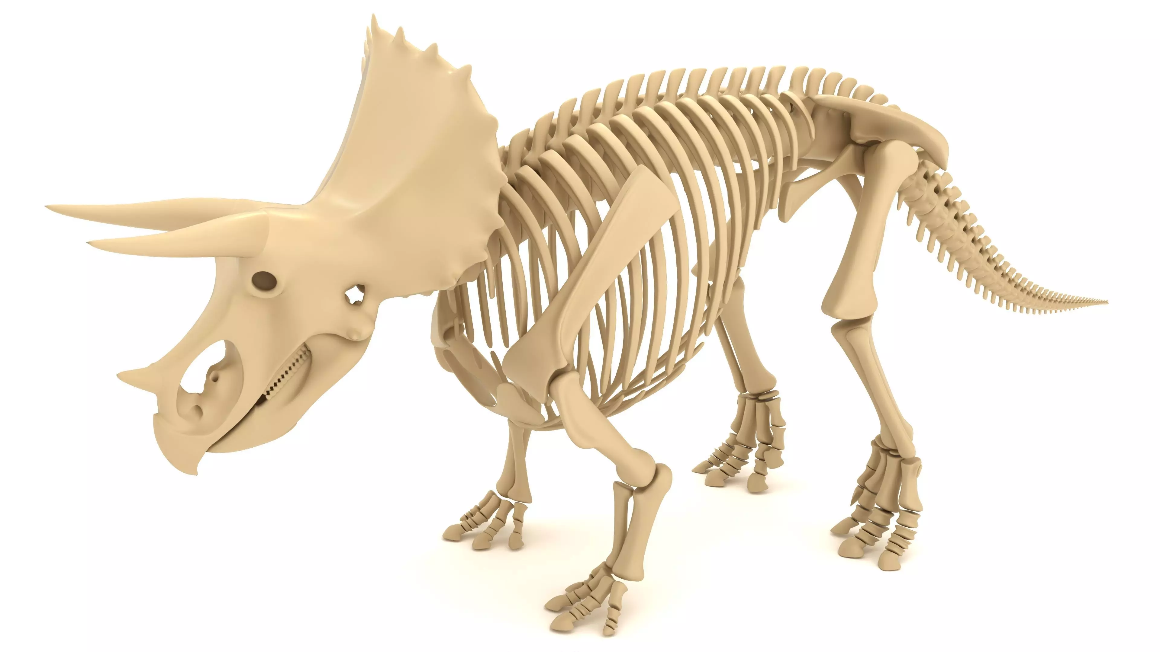 Triceratops Skeleton 3D model_0