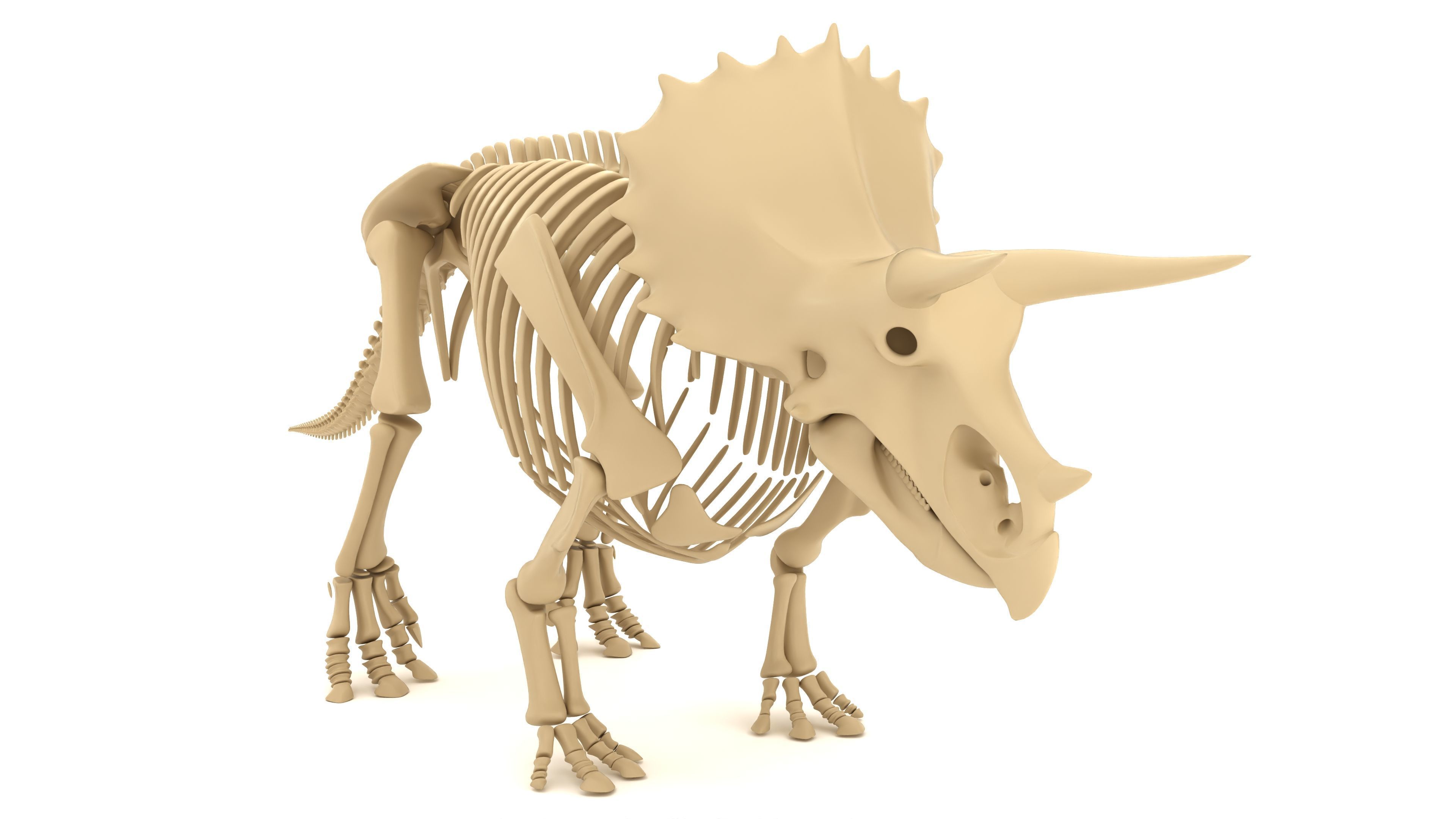 Triceratops Skeleton 3D model_3