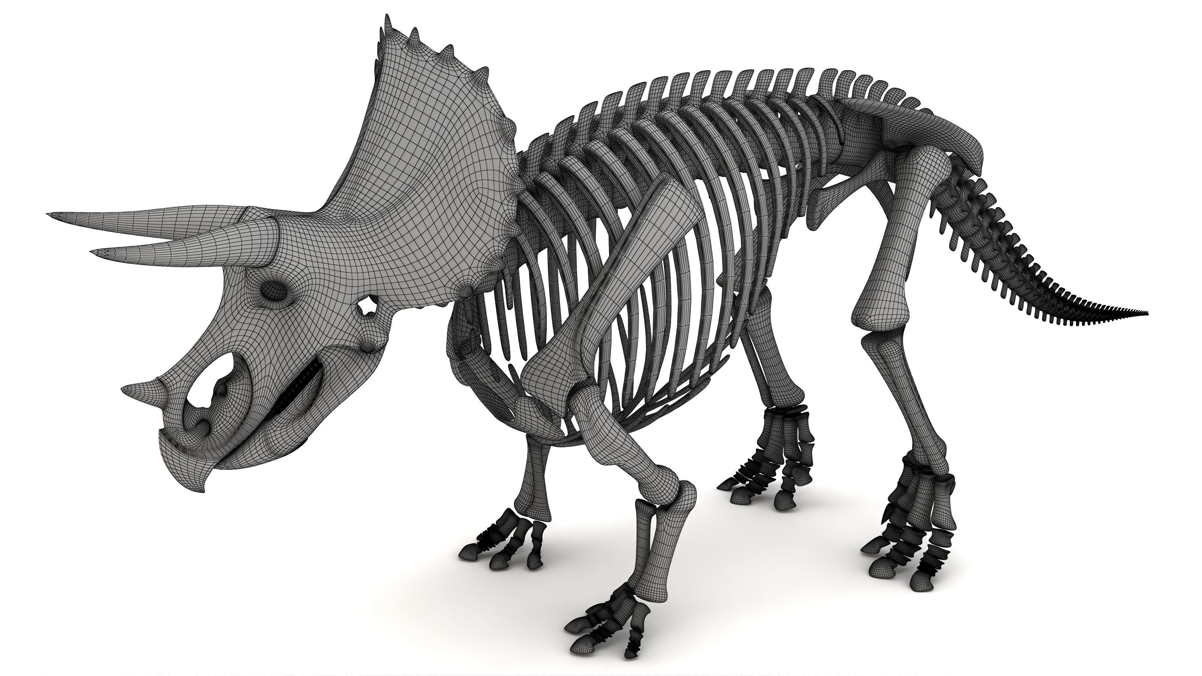 Triceratops Skeleton 3D model_5
