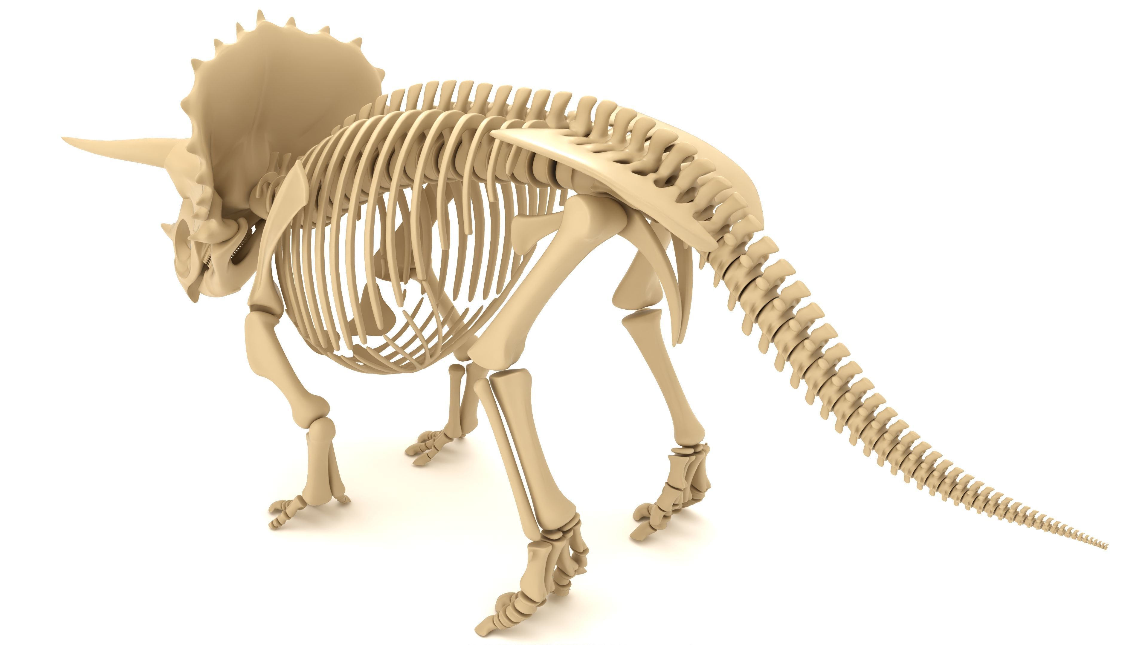 Triceratops Skeleton 3D model_1
