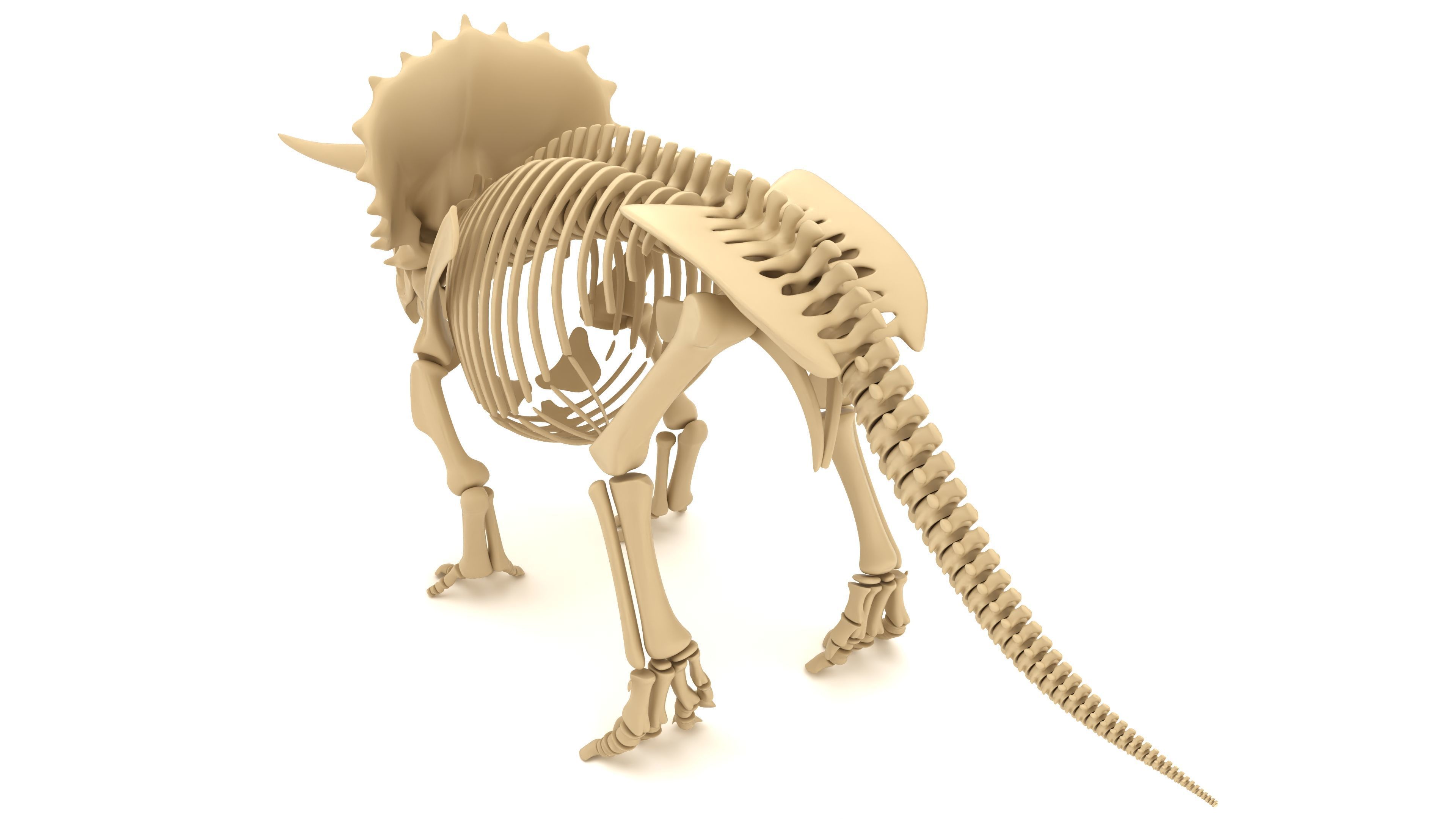 Triceratops Skeleton 3D model_4