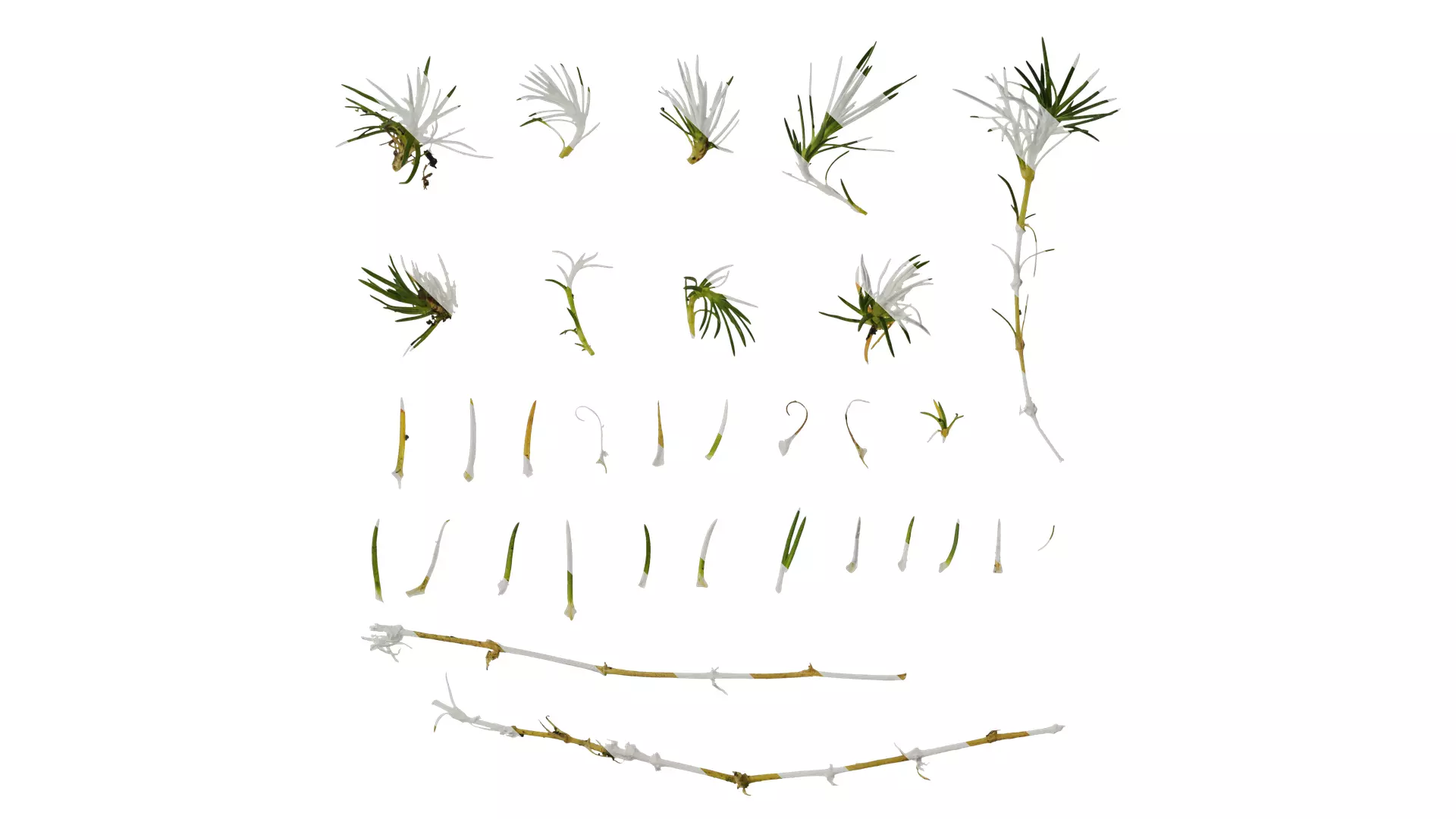 Anydrafts Sagina subulata Leaf 01 Texture